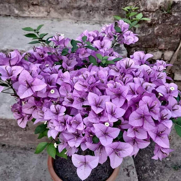 Light Violet Bougainvillea Seeds - Flower Plant