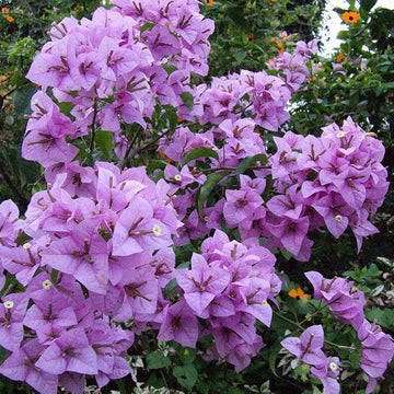 Light Violet Bougainvillea Seeds - Flower Plant