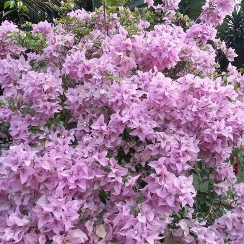 Light Violet Bougainvillea Seeds - Flower Plant