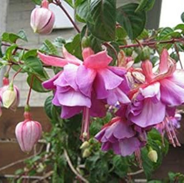 Light Violet Pink Fuchsia Seeds
