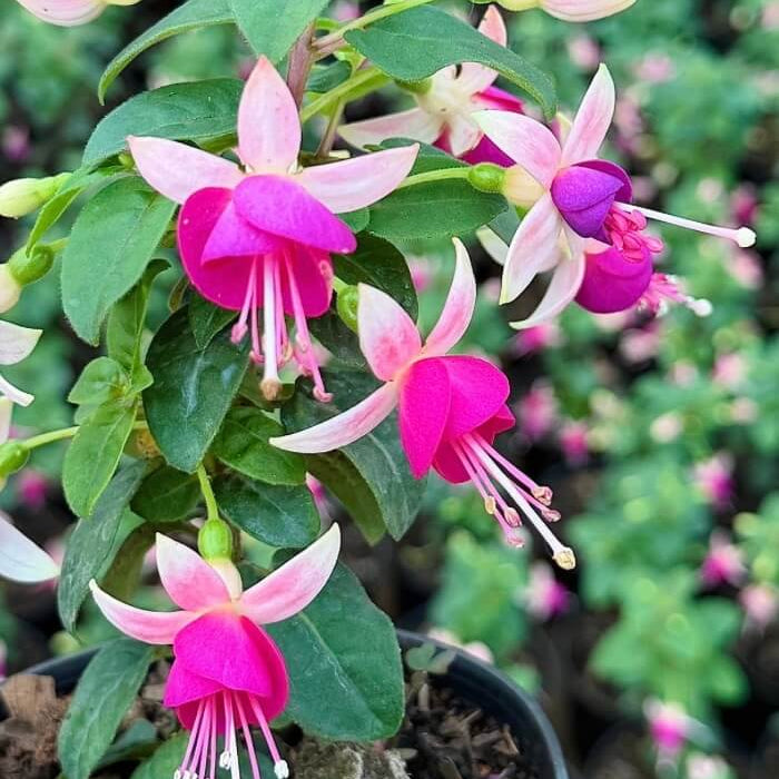 Light Violet Pink Fuchsia Seeds