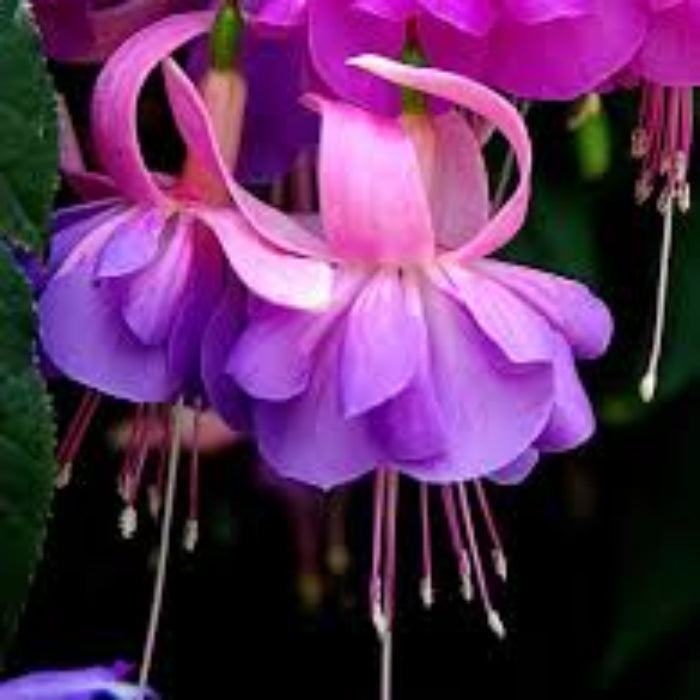 Light Violet Pink Fuchsia Seeds