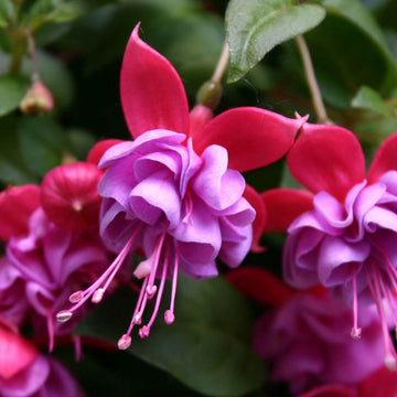 Light Violet Pink Fuchsia Seeds