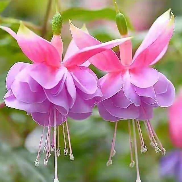 Light Violet Pink Fuchsia Seeds