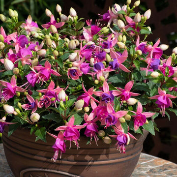 Light Violet Pink Fuchsia Seeds