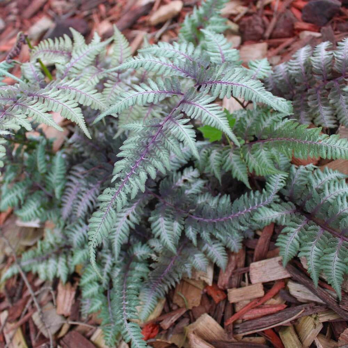 Light Violet Pteridophyta Fern Seeds