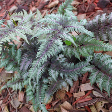 Light Violet Pteridophyta Fern Seeds