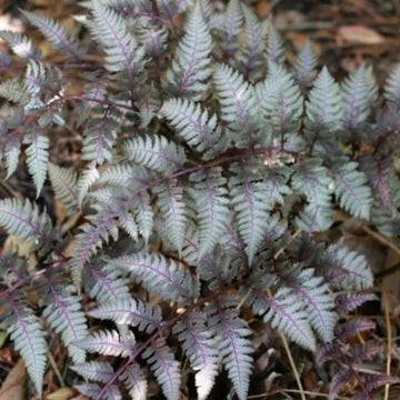 Light Violet Pteridophyta Fern Seeds