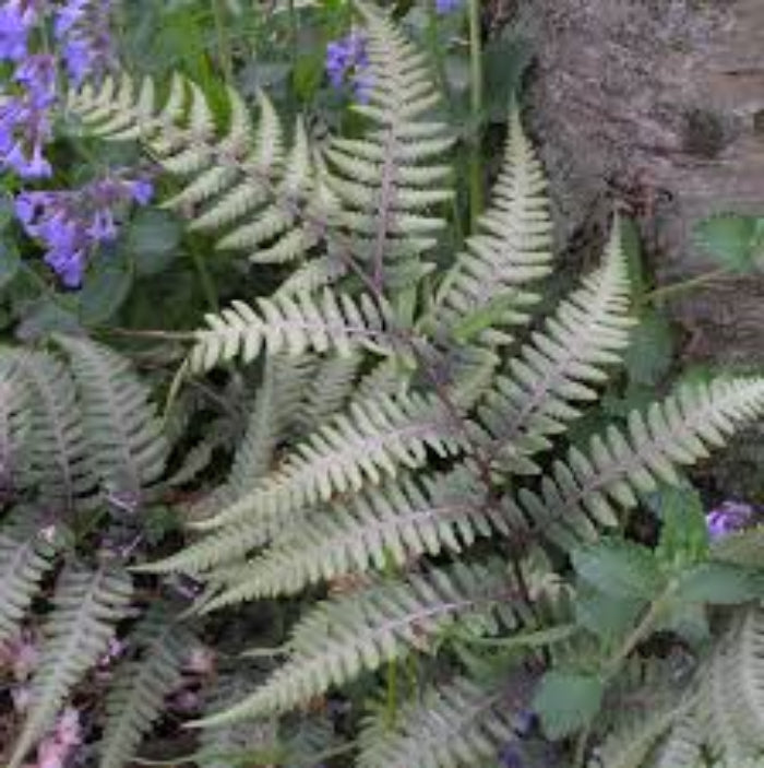 Light Violet Pteridophyta Fern Seeds