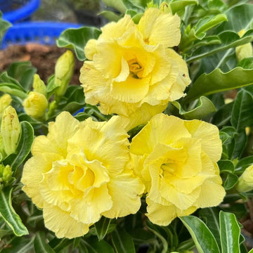 Light Yellow Adenium obesum Seeds 