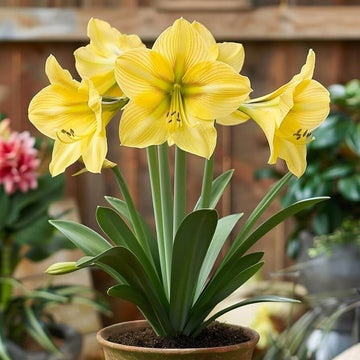 Light Yellow Amaryllis Seeds - Flower Plant
