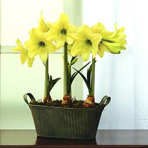 Light Yellow Amaryllis Seeds - Flower Plant