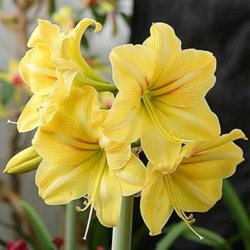 Light Yellow Amaryllis Seeds - Flower Plant