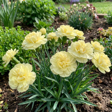 Light Yellow Carnation Seeds 