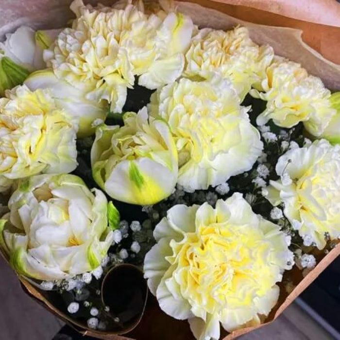 Light Yellow Carnation Seeds 