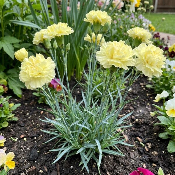 Light Yellow Carnation Seeds 