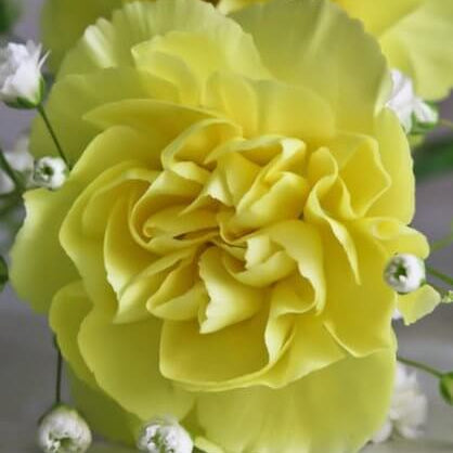 Light Yellow Carnation Seeds – Wildflower Mix