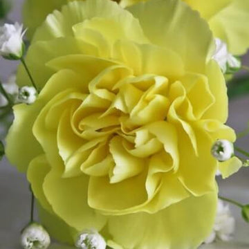 Light Yellow Carnation Seeds – Wildflower Mix