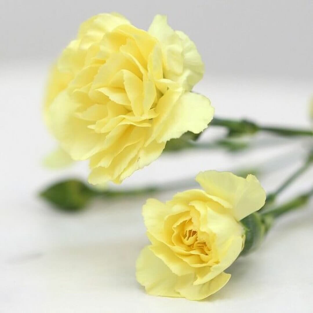 Light Yellow Carnation Seeds – Wildflower Mix