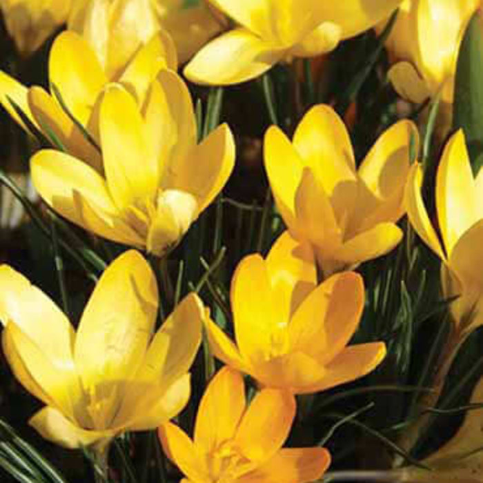 Light Yellow Crocus Seeds