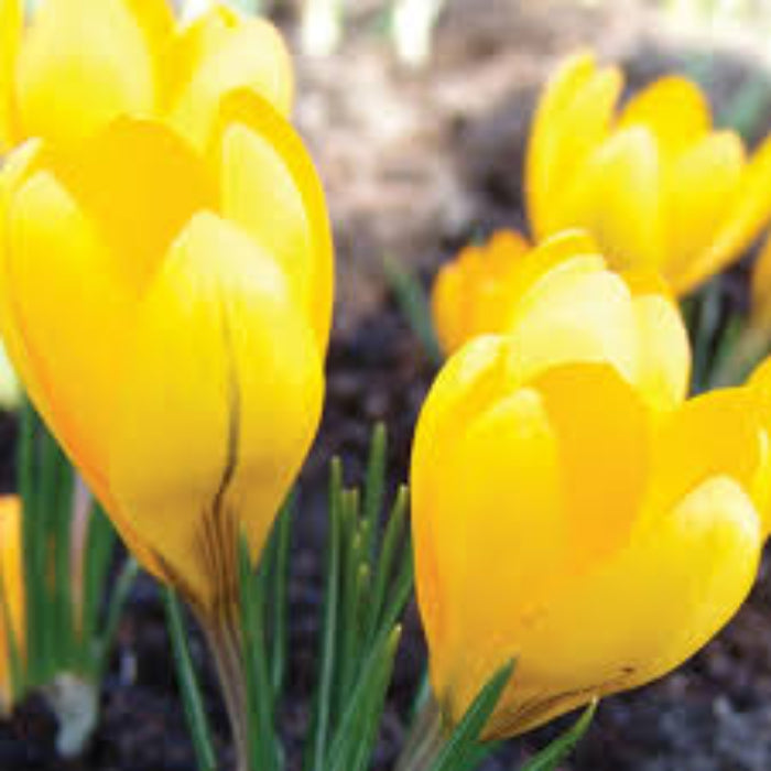 Light Yellow Crocus Seeds