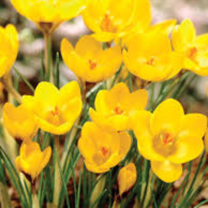 Light Yellow Crocus Seeds