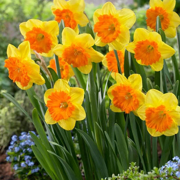 Light Yellow Orange Daffodil Seeds