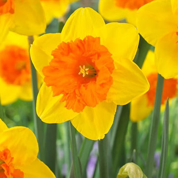 Light Yellow Orange Daffodil Seeds
