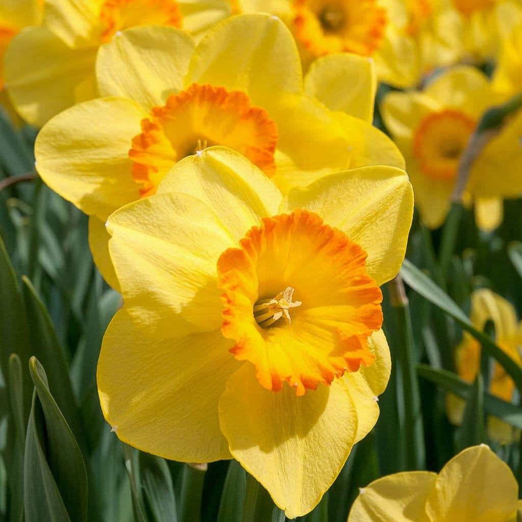 Light Yellow Orange Daffodil Seeds