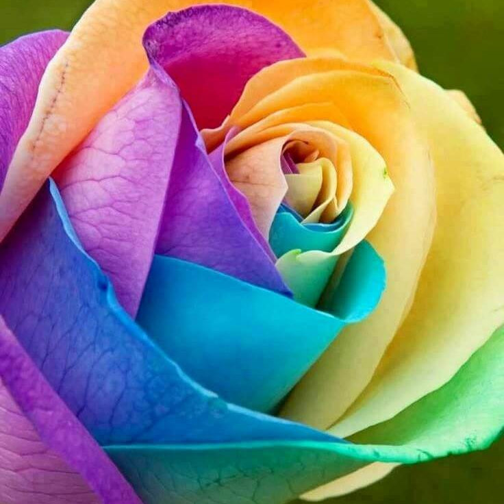 Light Yellow Red Double Petals Pink – Wildflower