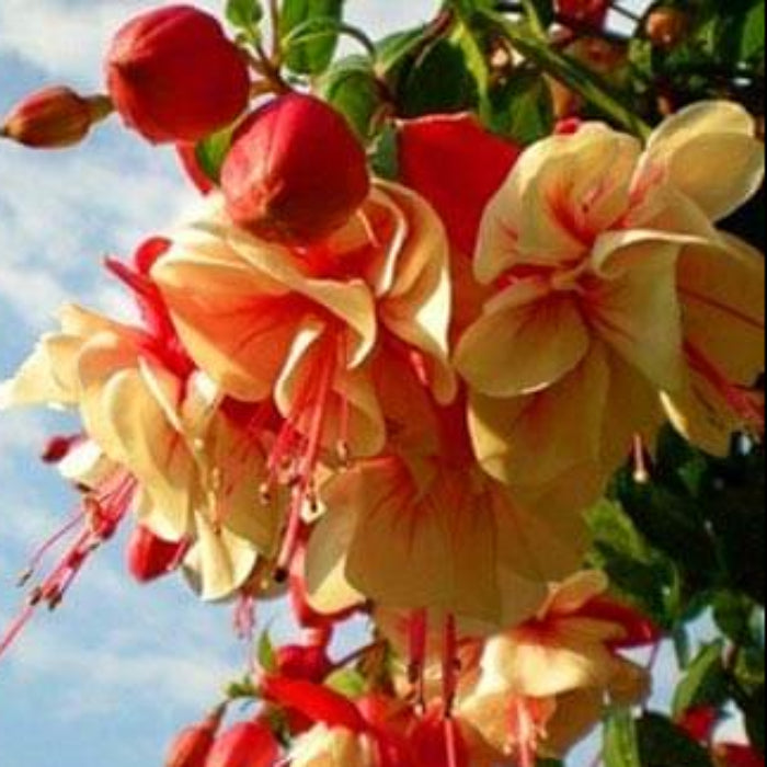 Light Yellow Red Fuchsia