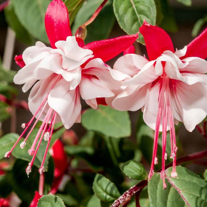 Light Yellow Red Fuchsia