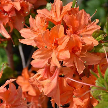 Light orange Azalea Seeds