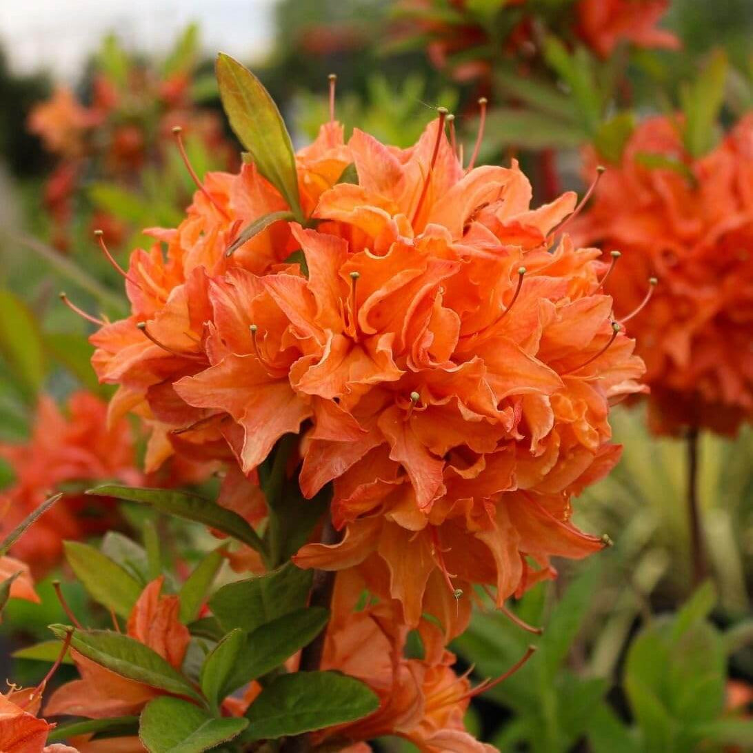 Light orange Azalea Seeds
