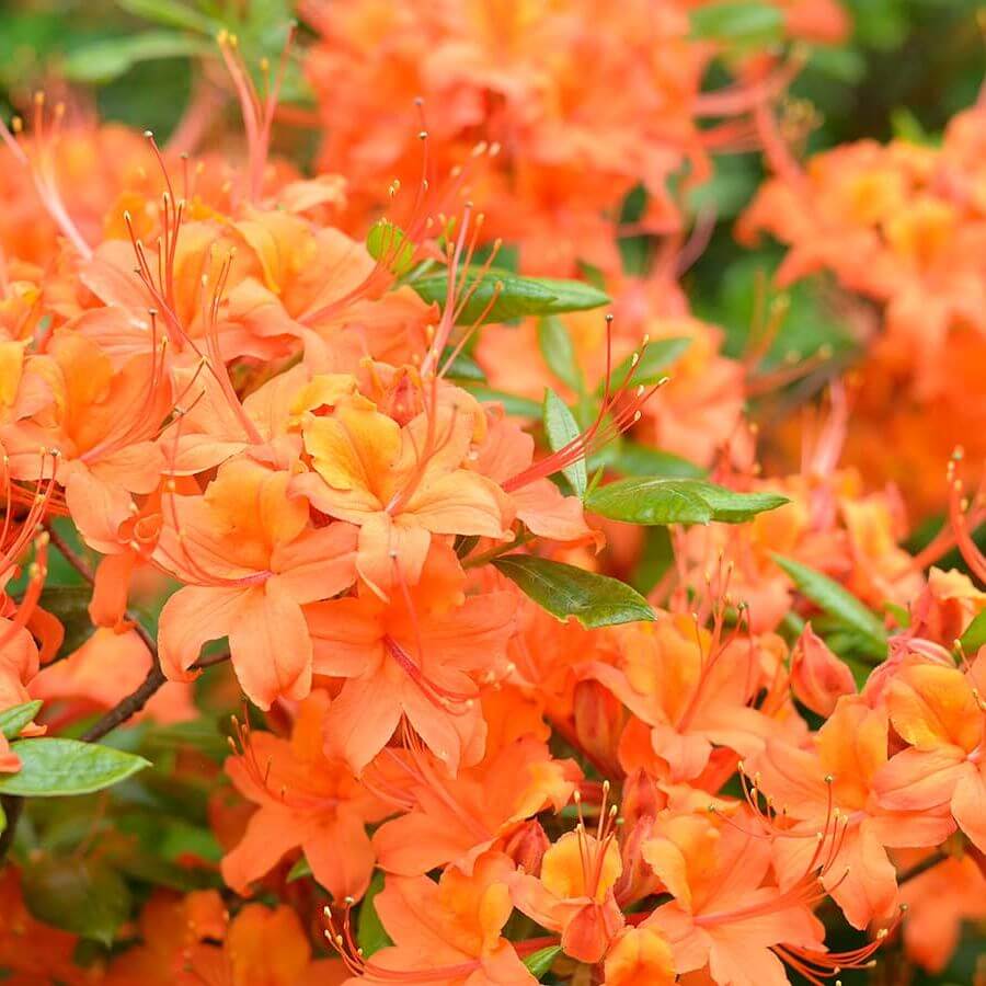Light orange Azalea Seeds