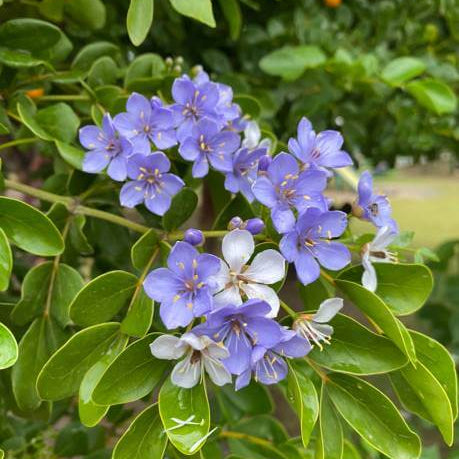 Lignum Vitae Seeds – Blue