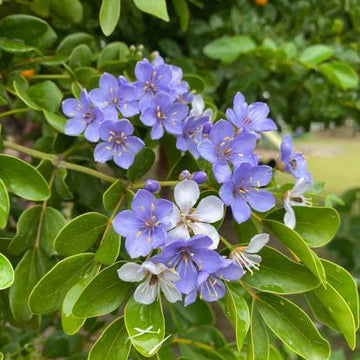 Lignum Vitae Seeds – Blue