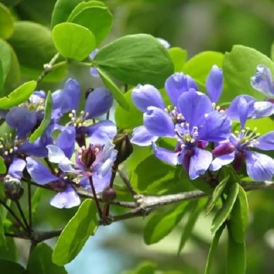 Lignum Vitae Seeds – Blue