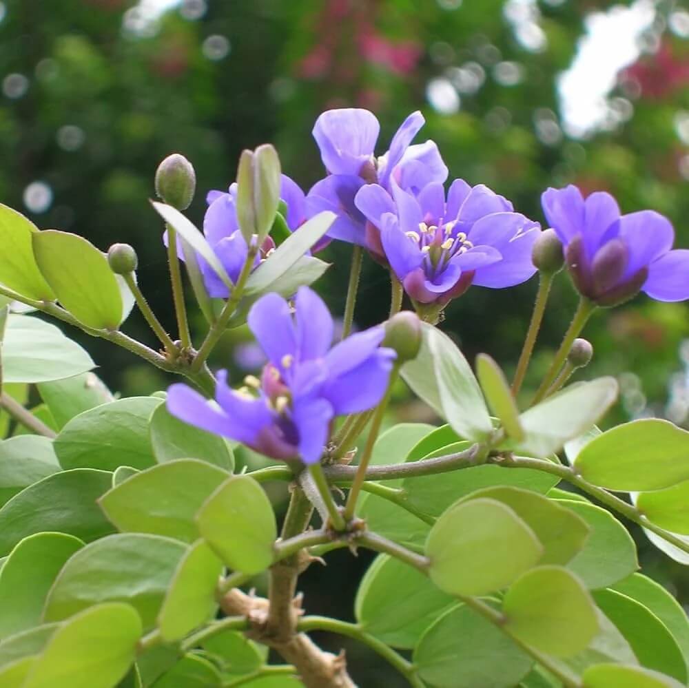 Lignum Vitae Seeds – Guaiacum Sanctum