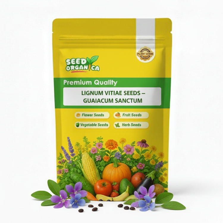 Lignum Vitae Seeds – Guaiacum Sanctum