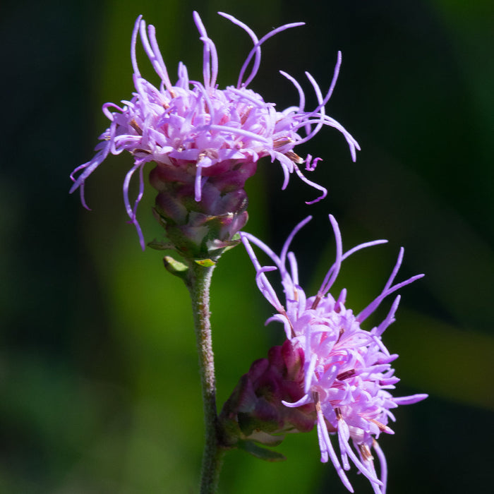 Ligulistylis Liatris Seeds