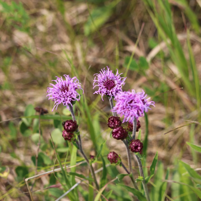 Ligulistylis Liatris Seeds