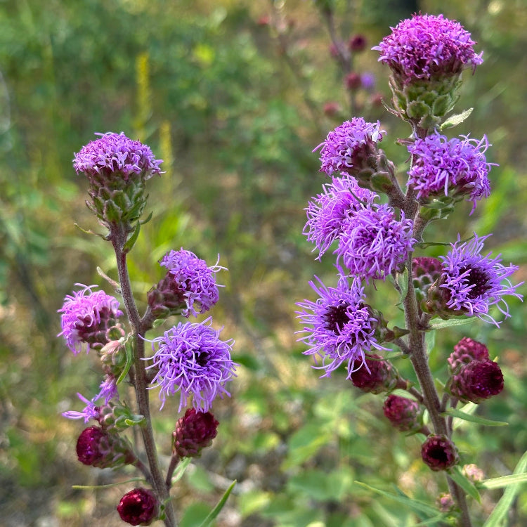 Ligulistylis Liatris Seeds