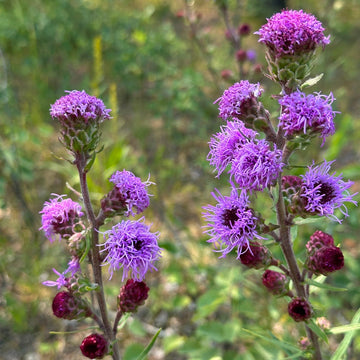 Ligulistylis Liatris Seeds