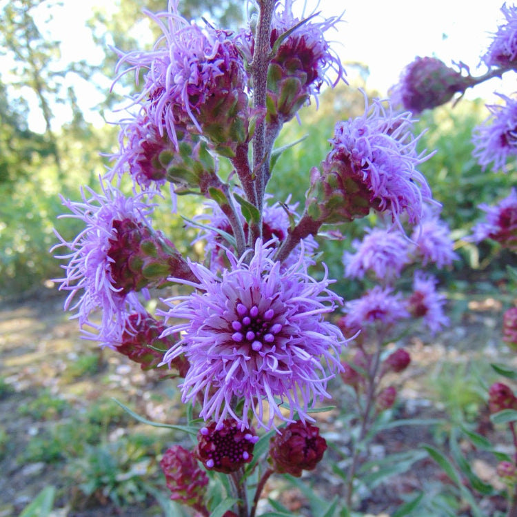 Ligulistylis Liatris Seeds