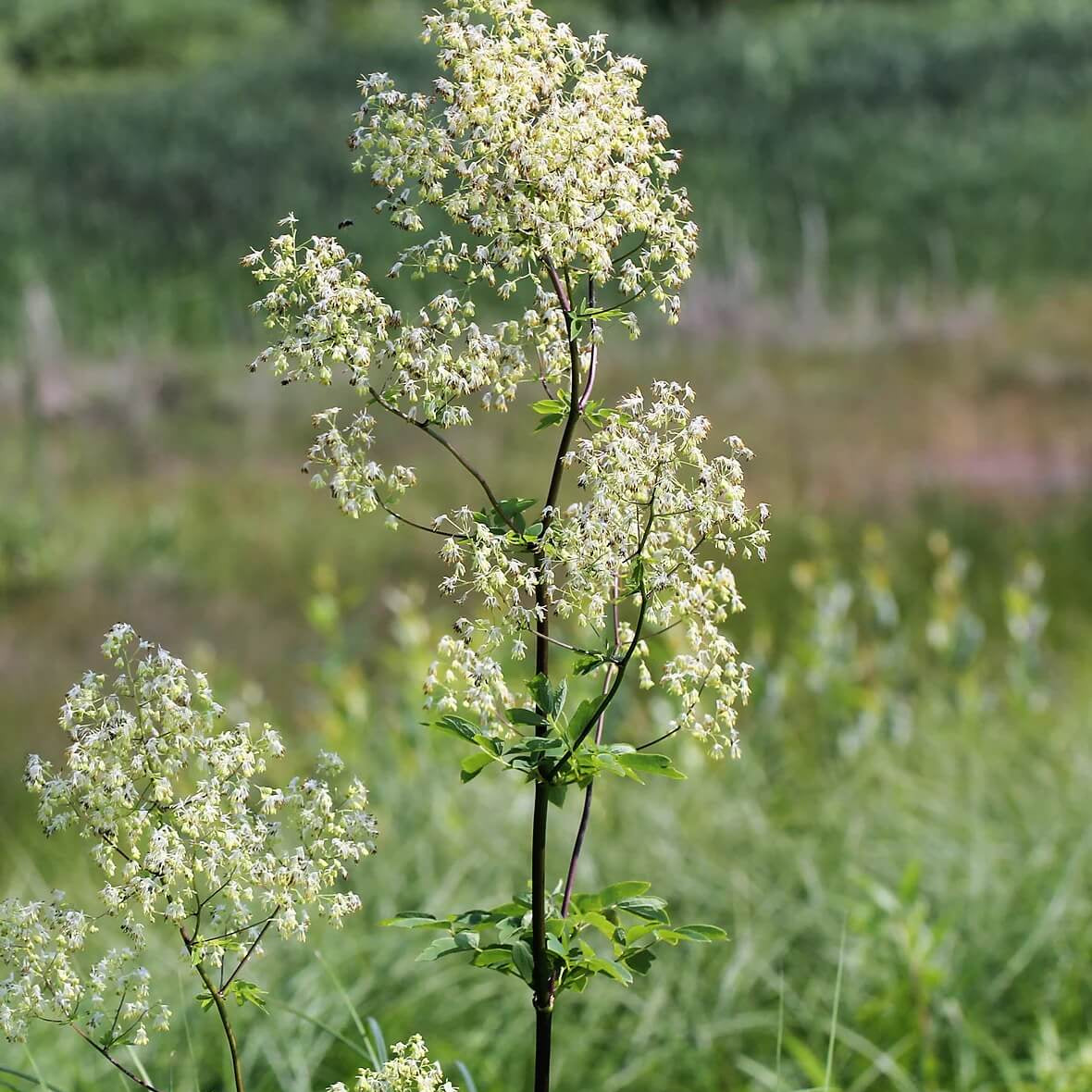 Lila Meadow Rue seeds-wildflowe