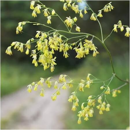 Lila Meadow Rue seeds-wildflowe