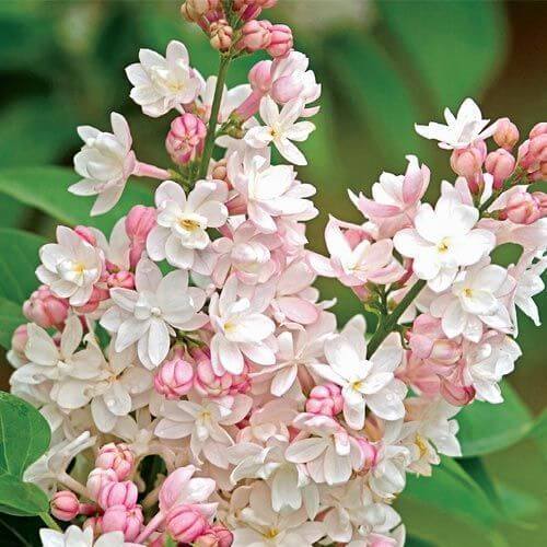 Lilac Seeds - All In One For Home Gardens