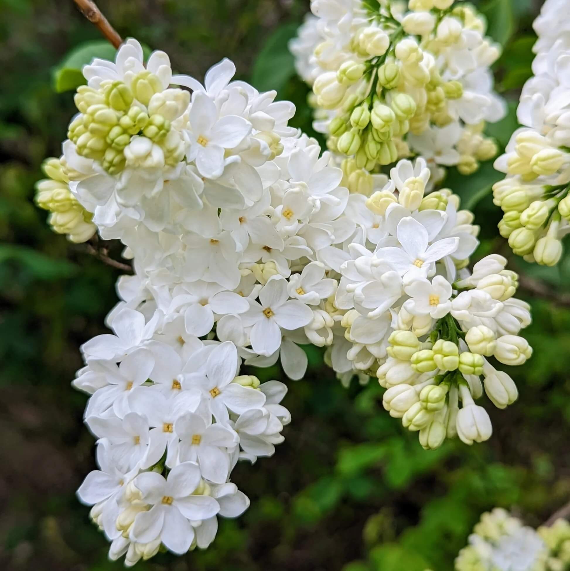 Lilac Seeds - All In One For Home Gardens