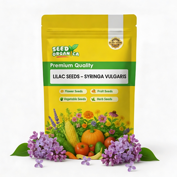 Lilac Seeds – Syringa Vulgaris